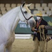 Un jinete junto a su caballo durante una prueba del Campeonato del Mundo del Caballo PRE, en una imagen de archivo.