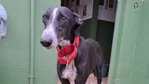 Siria, la galga robada en Huevar de Aljarafe Siria, la galga robada en Huevar de Aljarafe