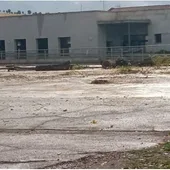 Imagen tala olmos CEIP Lucero (Valdepeñas) Imagen tala olmos CEIP Lucero (Valdepeñas)