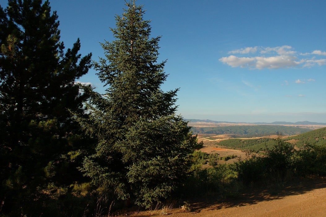 Micología y senderismo por el Pinsapar de Orcajo Micología y senderismo por el Pinsapar de Orcajo