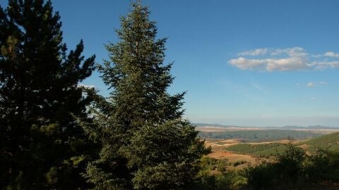 Pinsapar de Orcajo