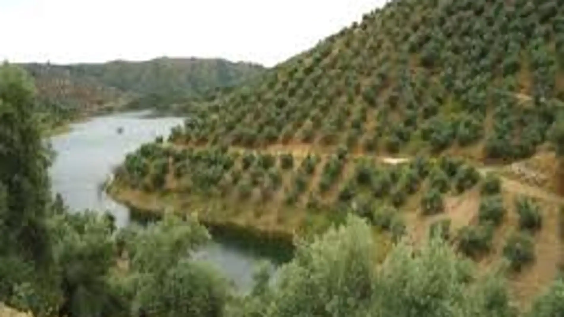 Comienza la campaña de aceite de oliva con previsión de la mitad de la producción
