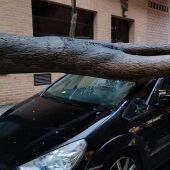 En la calle Monreal un árbol de gran porte cayó sobre un vehículo