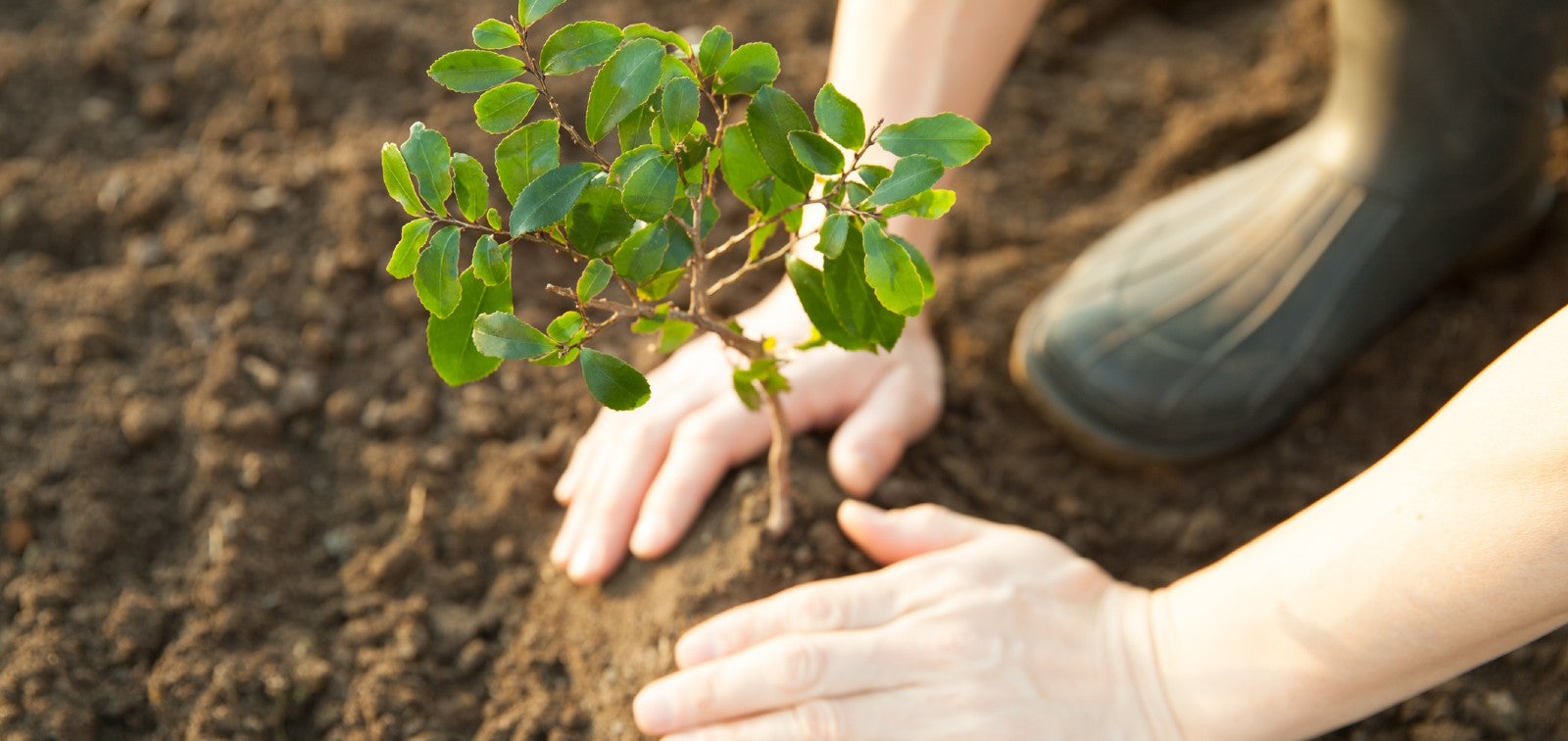 La plantación de árboles en calles y plazas siguiente paso en la renaturalización urbana de Valdepeñas La plantación de árboles en calles y plazas siguiente paso en la renaturalización urbana de Valdepeñas