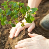 plantar árboles plantar árboles