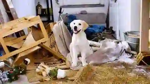 Ángel Osuna, adiestrador canino, te has preguntado ¿Qué hace tu perro cuando está solo? can
