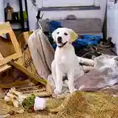 Ángel Osuna, adiestrador canino, te has preguntado ¿Qué hace tu perro cuando está solo? Ángel Osuna, adiestrador canino, te has preguntado ¿Qué hace tu perro cuando está solo?