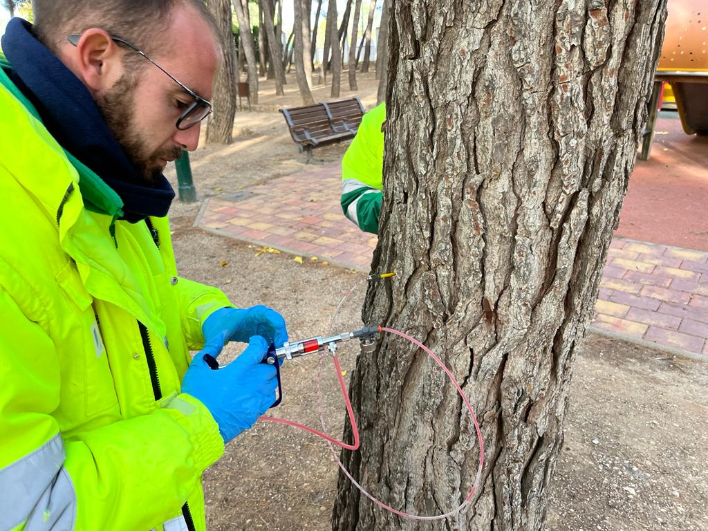 300 pinos reciben el tratamiento contra la procesionaria en la capital 300 pinos reciben el tratamiento contra la procesionaria en la capital
