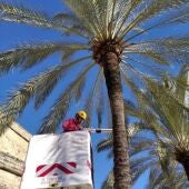 El Ayuntamiento de Palma evalúa el estado de la población de las palmeras de la Avinguda Gabriel Roca