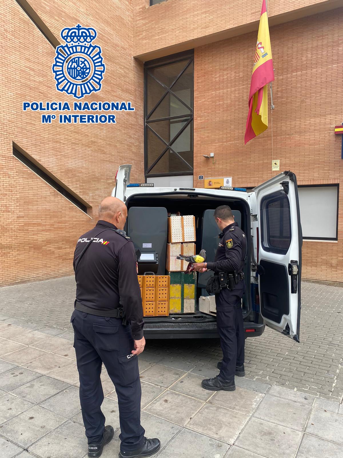 Detenidos los ladrones de un robo de palomos en Benidorm Detenidos los ladrones de un robo de palomos en Benidorm