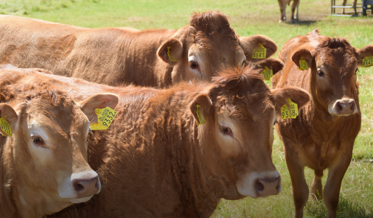 Nace Okelanaidi, la Cofradía alavesa de la Carne Nace Okelanaidi, la Cofradía alavesa de la Carne