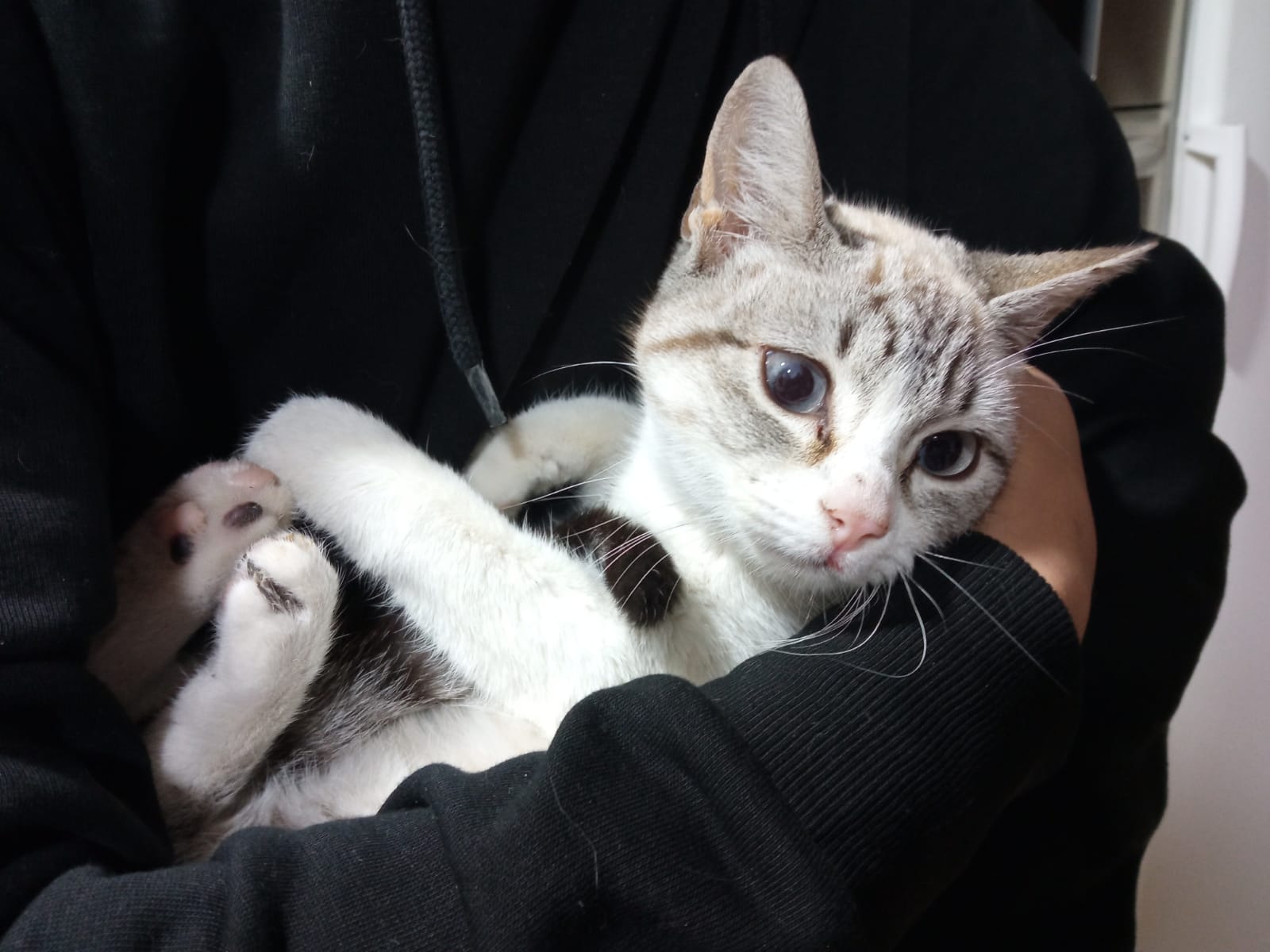 El espectacular rescate de un gatito gracias a animalistas y Ayuntamiento de Cúllar Vega El espectacular rescate de un gatito gracias a animalistas y Ayuntamiento de Cúllar Vega