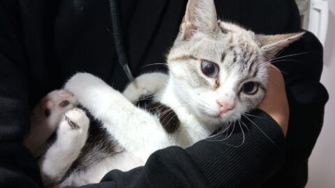 Gata rescatada en C&uacute;llar Vega