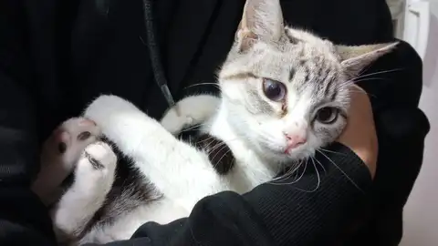 Gata rescatada en Cúllar Vega Gata rescatada en Cúllar Vega