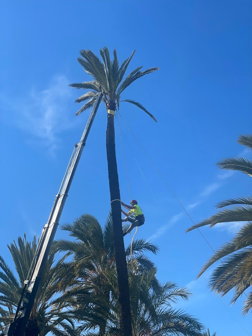 Elche celebra que el Palmeral alcanza veintidós años como Patrimonio de la Humanidad difundiendo la cultura de la palmera Elche celebra que el Palmeral alcanza veintidós años como Patrimonio de la Humanidad difundiendo la cultura de la palmera