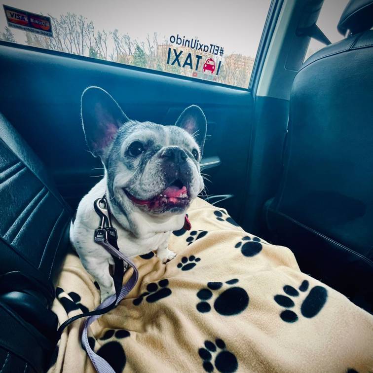 Cerveza, patatas fritas y servicio de taxi para las mascotas Cerveza, patatas fritas y servicio de taxi para las mascotas