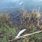 Peces muertos en la Ribera Peces muertos en la Ribera