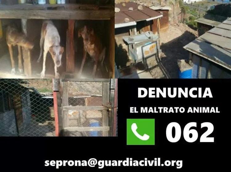 Detenido por acabar con la vida de un perro que había matado a sus gallinas Detenido por acabar con la vida de un perro que había matado a sus gallinas