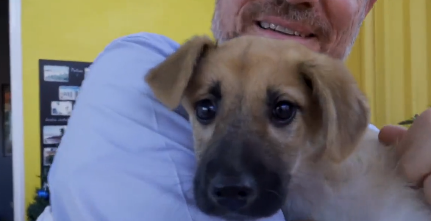 Farala, la chachorrita de tres meses que busca un hogar de adopción Farala, la chachorrita de tres meses que busca un hogar de adopción