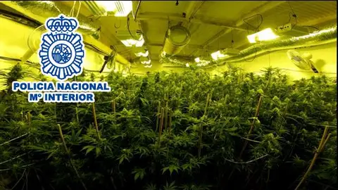 Plantación de marihuana desmantelada en Elda. Plantación de marihuana desmantelada en Elda.