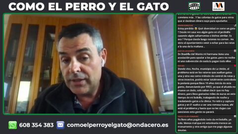 ¿Es la gestión ética de colonias felinas una solución real y factible?