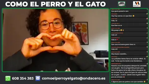 ¿Realmente la raza determina algo el carácter de nuestro perro? ¿Realmente la raza determina algo el carácter de nuestro perro?