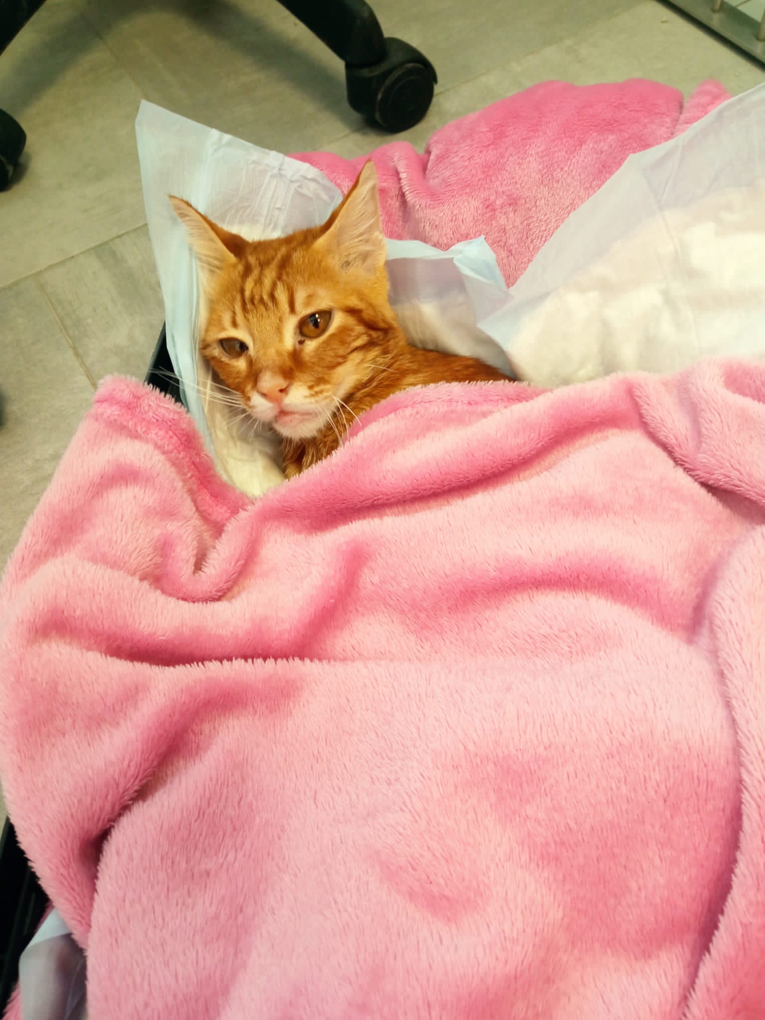 Broken, un gato brutalmente agredido en Albacete Broken, un gato brutalmente agredido en Albacete