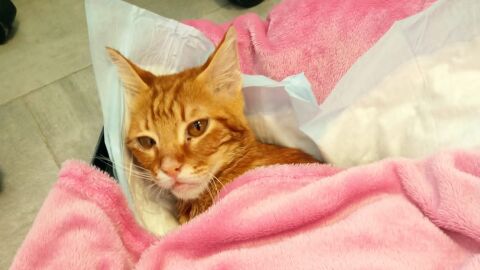 Broken, un gato brutalmente agredido en Albacete