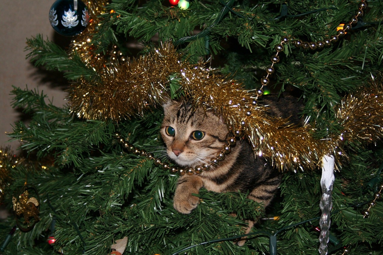 ¿Cómo adornar la casa para la Navidad conviviendo con un gato? ¿Cómo adornar la casa para la Navidad conviviendo con un gato?