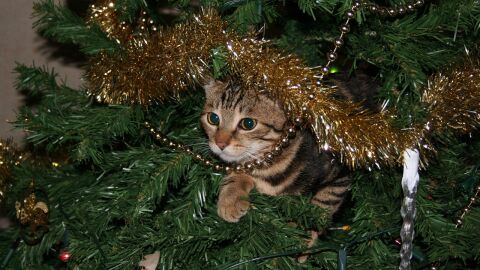&iquest;C&oacute;mo adornar la casa para la Navidad conviviendo con un gato?