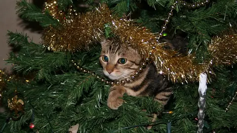 ¿Cómo adornar la casa para la Navidad conviviendo con un gato? ¿Cómo adornar la casa para la Navidad conviviendo con un gato?