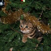 ¿Cómo adornar la casa para la Navidad conviviendo con un gato?