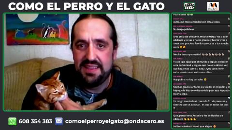 Broken, un gato brutalmente agredido en Albacete