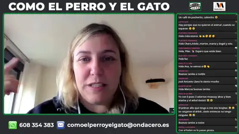 ¿Cómo adornar la casa para la Navidad conviviendo con un gato? ¿Cómo adornar la casa para la Navidad conviviendo con un gato?