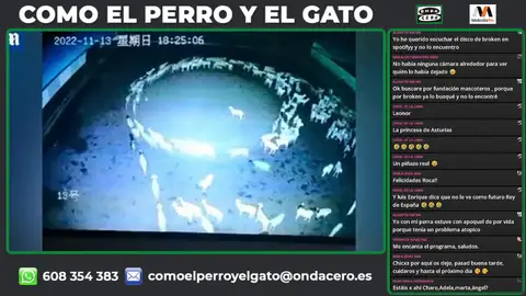 ¿Por qué las ovejas de un rebaño de Mongolia caminan misteriosamente en círculo? ¿Por qué las ovejas de un rebaño de Mongolia caminan misteriosamente en círculo?