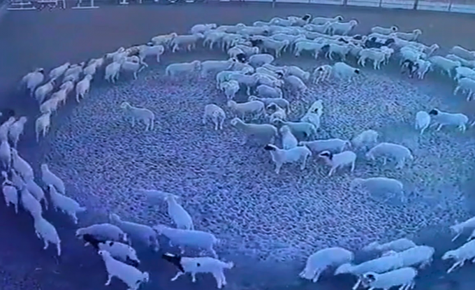 ¿Por qué las ovejas de un rebaño de Mongolia caminan misteriosamente en círculo? ¿Por qué las ovejas de un rebaño de Mongolia caminan misteriosamente en círculo?