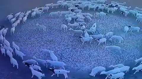 Ovejas caminando en círculos en Mongolia Ovejas caminando en círculos en Mongolia