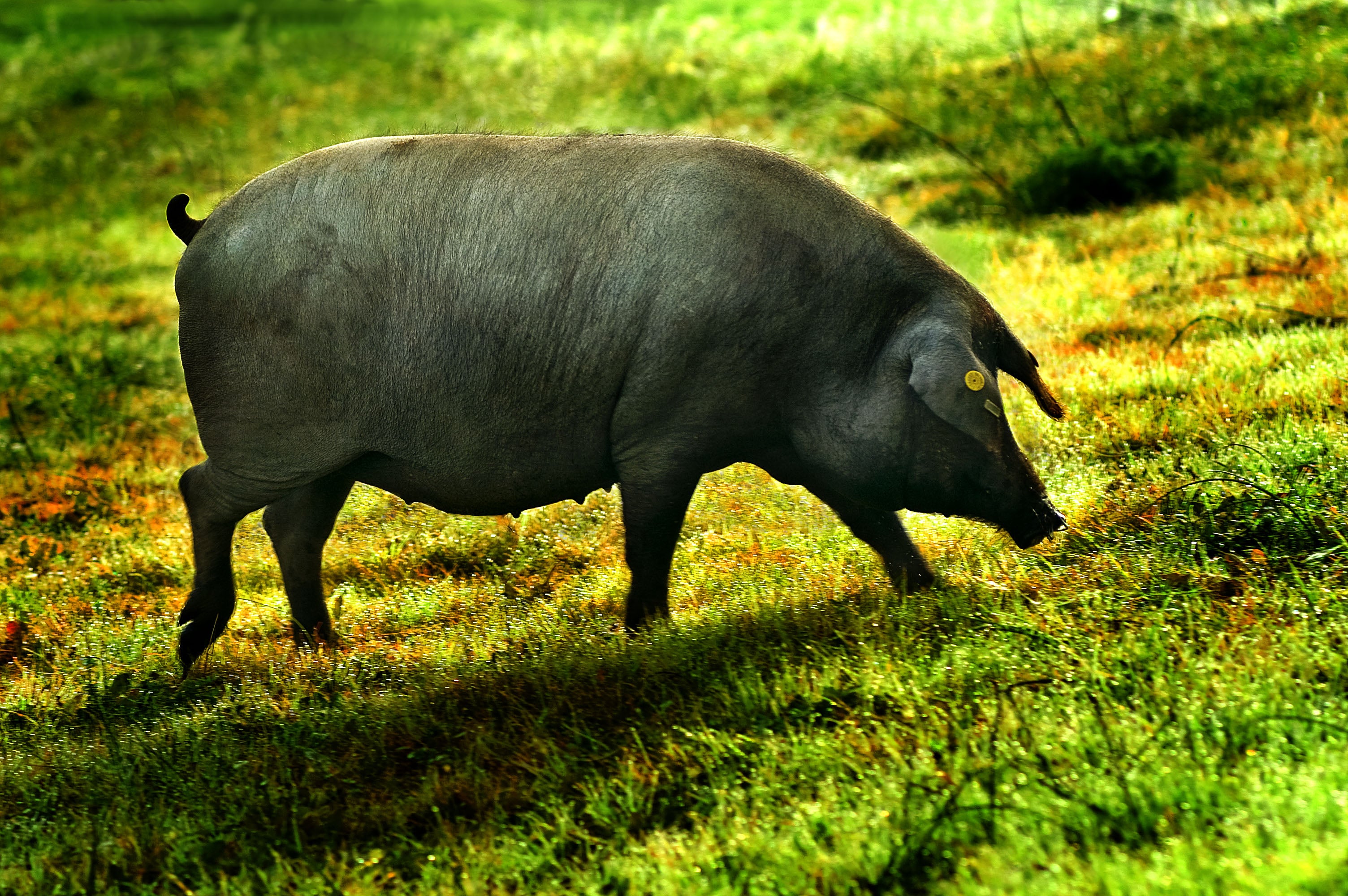 "El ibérico de la mayor dehesa del mundo" la campaña que pone en valor la DOP Dehesa de Extremadura "El ibérico de la mayor dehesa del mundo" la campaña que pone en valor la DOP Dehesa de Extremadura