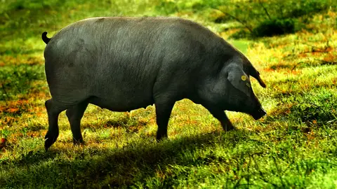 Cerdo Ibérico Cerdo Ibérico