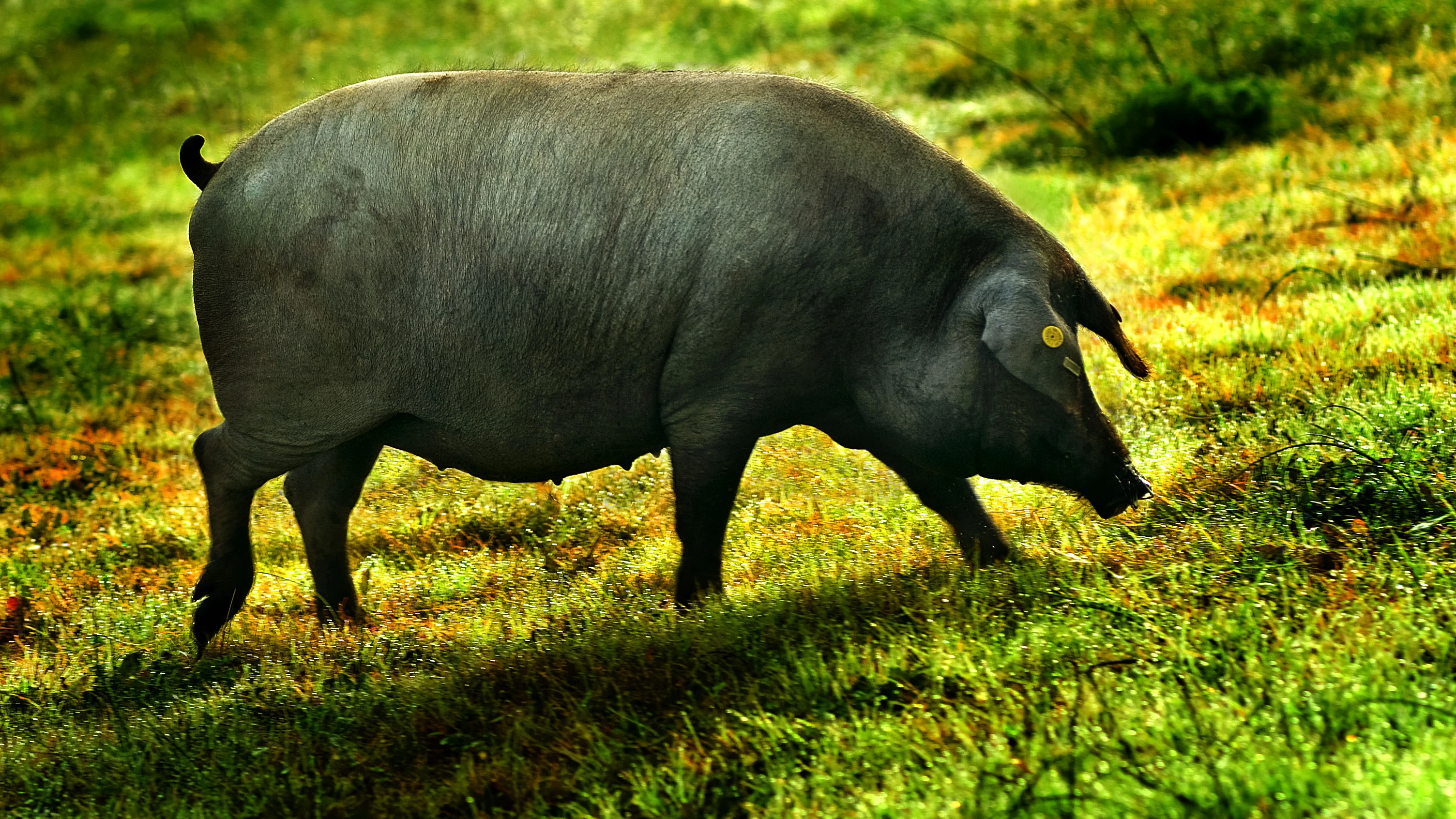 Cerdo Ib&eacute;rico
