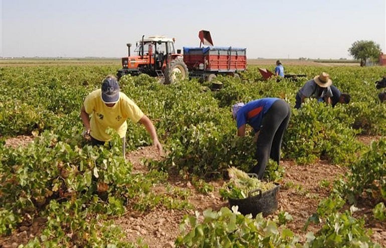 Los sindicatos aseguran que ASAJA-Ciudad Real se niega a garantizar el SMI de los trabajadores del campo Los sindicatos aseguran que ASAJA-Ciudad Real se niega a garantizar el SMI de los trabajadores del campo