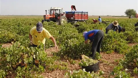 La negociación del convenio del campo de Ciudad Real continúa estancada La negociación del convenio del campo de Ciudad Real continúa estancada