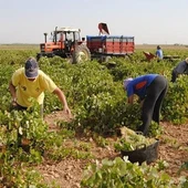 La negociación del convenio del campo de Ciudad Real continúa estancada La negociación del convenio del campo de Ciudad Real continúa estancada