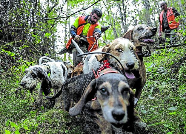 27 perros muertos en la bodega de un barco a Palma 27 perros muertos en la bodega de un barco a Palma