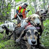 Perros de caza