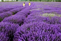 LA LAVANDA ES VITAL LA LAVANDA ES VITAL