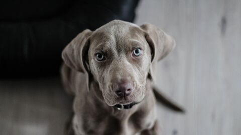 El sexto sentido de los animales