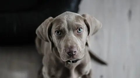 El sexto sentido de los animales El sexto sentido de los animales