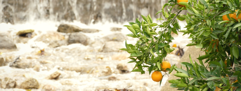 Carcaixent celebra desde hoy su Primera Semana Cultural de la Naranja Carcaixent celebra desde hoy su Primera Semana Cultural de la Naranja