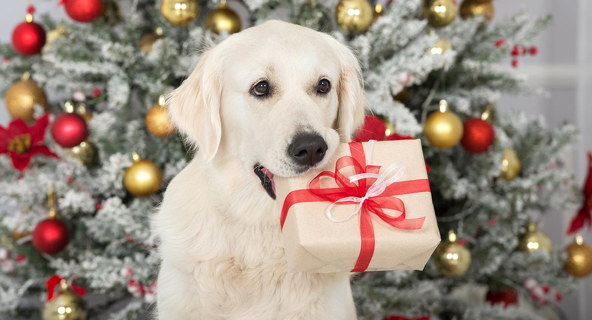 Ángel Osuna, adiestrador canino, "Un perro no es cualquier regalo navideño" Ángel Osuna, adiestrador canino, "Un perro no es cualquier regalo navideño"